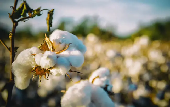 How Sanitary Napkins Are Made